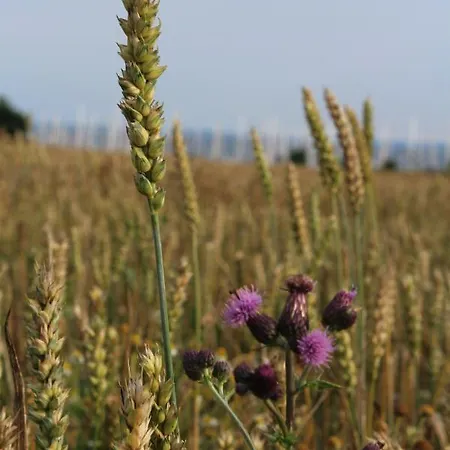 Im Haus Strandburg * Grömitz